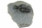 Short Trident Walliserops Trilobite - Timrzit, Morocco #350516-3